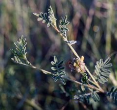 Dalea brachystachya