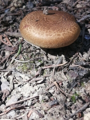 Paxillus