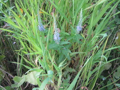 Veronica longifolia