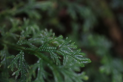 Selaginella lewalleana