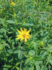 Helianthus tuberosus