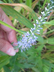 Veronica longifolia