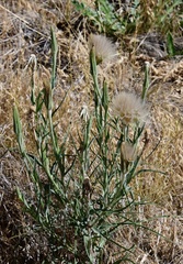 Tragopogon dubius