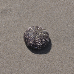 Strongylocentrotus purpuratus