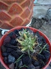 Mammillaria longimamma