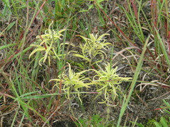Castilleja sessiliflora