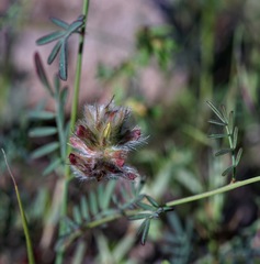 Dalea brachystachya