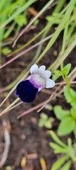 Nemesia barbata