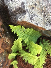 Athyrium