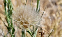 Tragopogon dubius