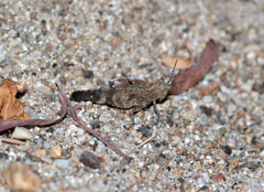 Lactista gibbosus