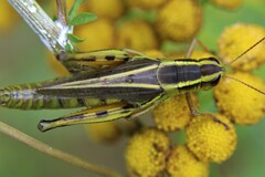 Melanoplus bivittatus