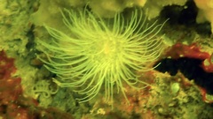 Sagartiogeton undatus