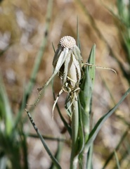 Tragopogon dubius
