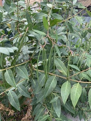 Apocynum androsaemifolium