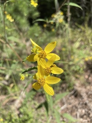 Helianthus microcephalus