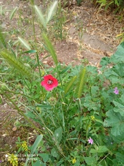 Papaver hybridum