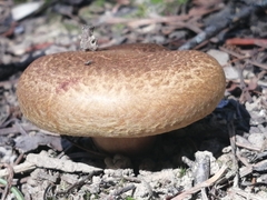 Paxillus