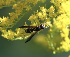 Ancistrocerus adiabatus