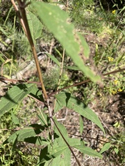 Helianthus microcephalus