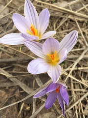 Crocus reticulatus