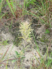 Castilleja sessiliflora
