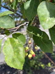 Amelanchier arborea