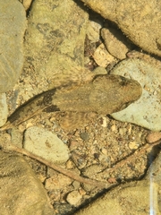Cottus