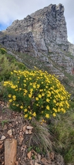 Euryops abrotanifolius