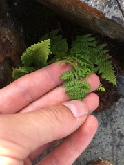 Athyrium