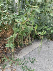 Apocynum androsaemifolium