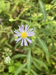 Symphyotrichum novi-belgii