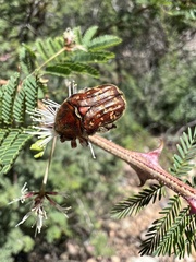 Euphoria leucographa