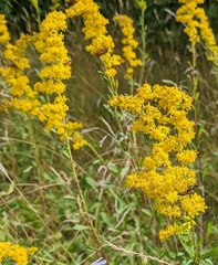 Solidago nemoralis