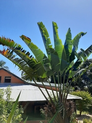 Ravenala madagascariensis