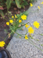 Crepis capillaris
