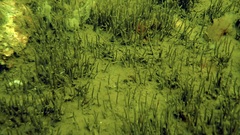 Equisetum variegatum