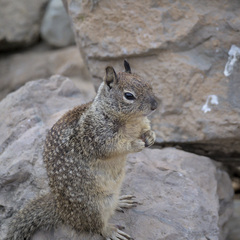 Otospermophilus beecheyi
