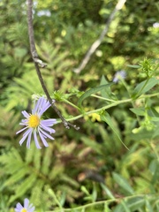 Symphyotrichum novi-belgii