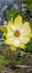 Leucadendron strobilinum