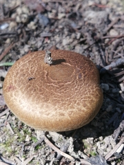 Paxillus