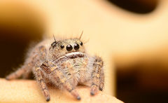 Phidippus texanus