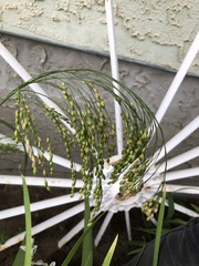 Panicum