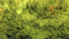 Equisetum variegatum