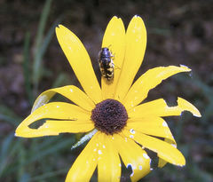 Acmaeodera pulchella