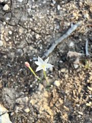 Zephyranthes