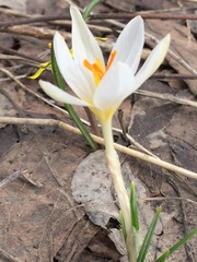 Crocus reticulatus