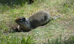 Urocitellus columbianus