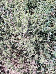 Salsola tragus