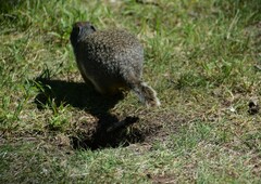 Urocitellus columbianus